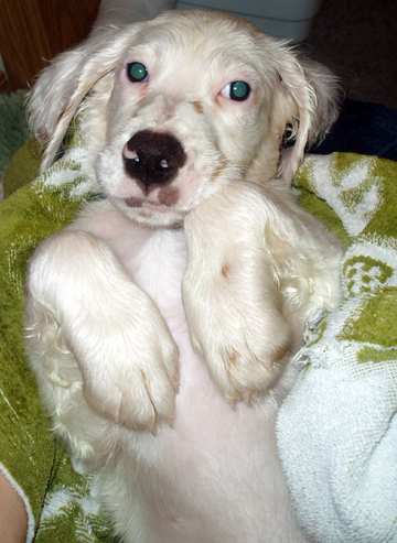 Dodger After Bath