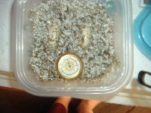 leopard gecko eggs