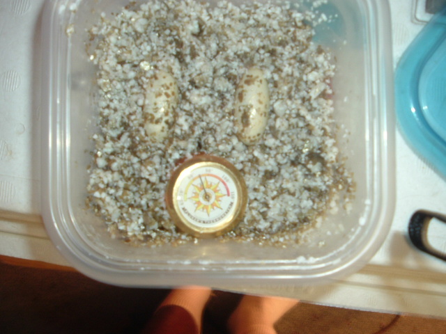 leopard gecko eggs