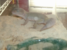 Het rainwater albino male
