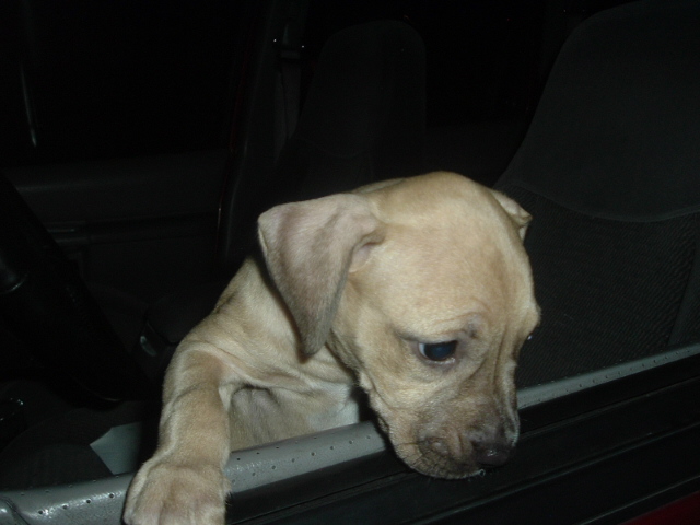 One of my puppies
