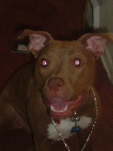 RED NOSE PIT BULL