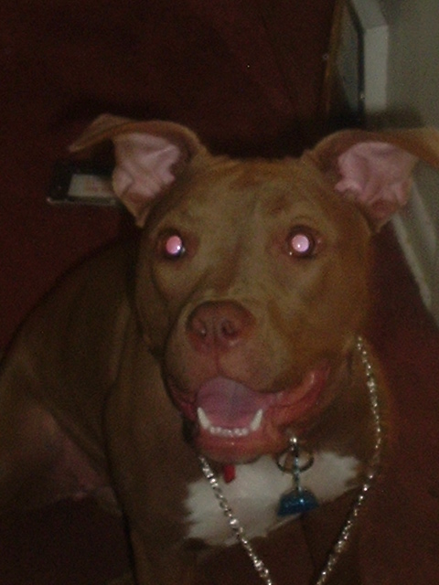 RED NOSE PIT BULL