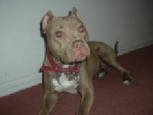 Diamond with new ears