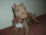 Diamond with new ears