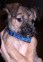 Barney1