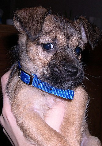 Barney1