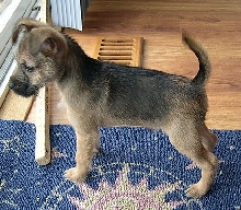 New Barney