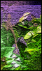Anole Art