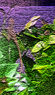Anole Art