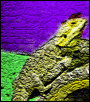 Multicolored Bearded Dragon