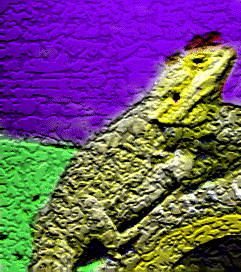 Multicolored Bearded Dragon
