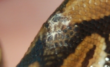 Skin infection IV