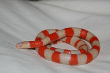 Albino Honduran 1