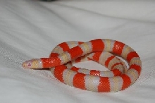 Albino Honduran 2