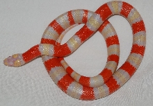 Albino Honduran 3