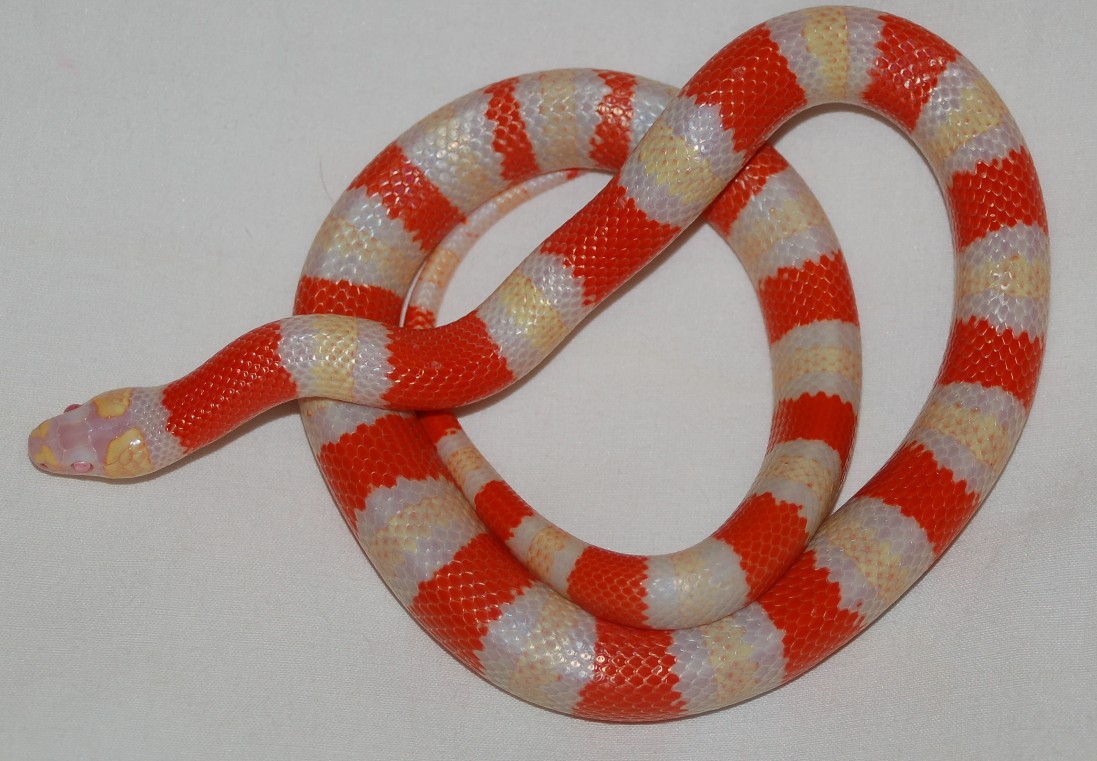 Albino Honduran 3