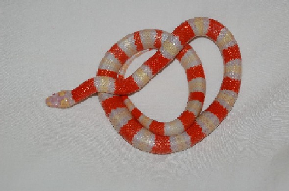 Albino Honduran 3