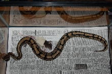 Normal female and cage mate