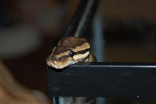 "Peek-a-boo"