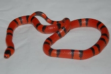 Hypo male Honduran