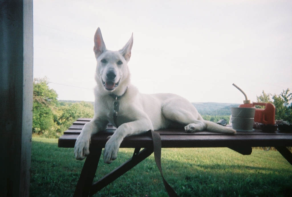 lounging out on the picnic table
