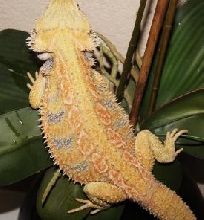 Hypo Citrus Tiger