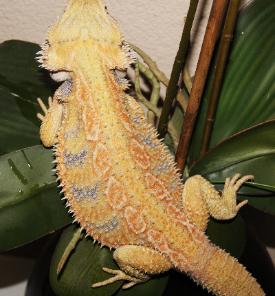 Hypo Citrus Tiger