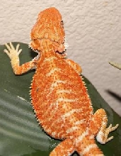 Color?