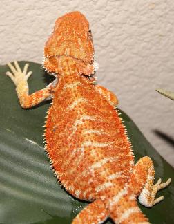 Color?
