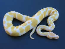 '05 High Contrast Albino Male