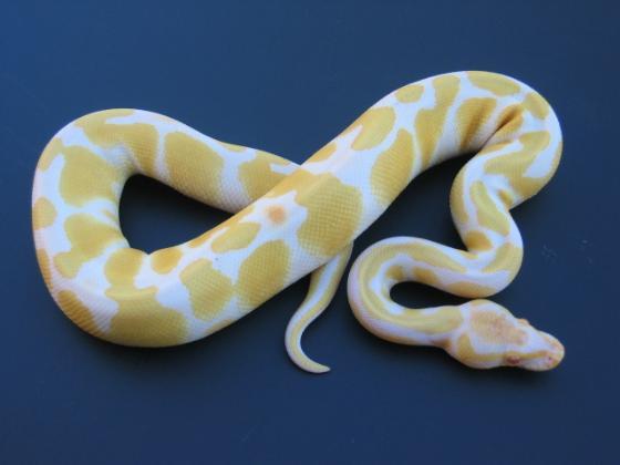 '05 High Contrast Albino Male