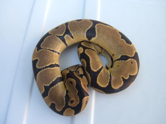 '04 Banded Female
