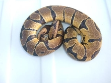 '04 Het/Albino #2