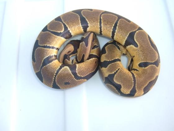 '04 Het/Albino #2