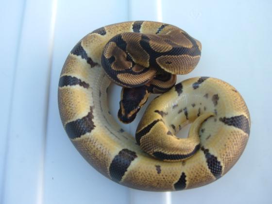 '04 Het/Albino #2 again......different pic