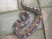 Adult male
