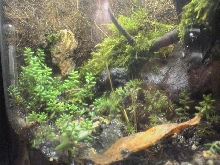 2.5Gallon Terrarium