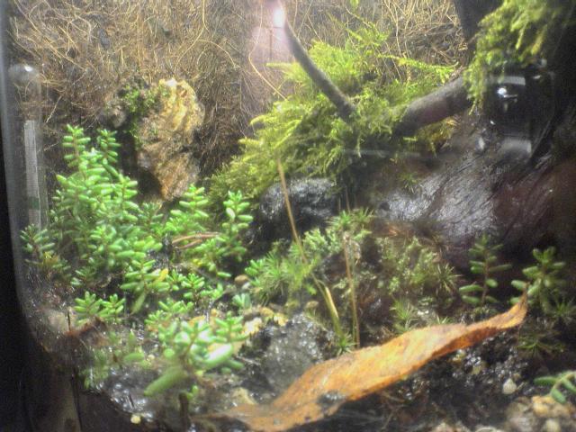 2.5Gallon Terrarium