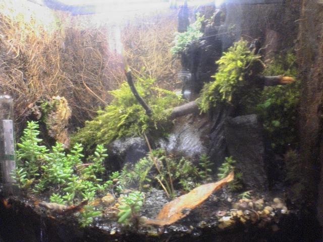 2.5Gallon Terrarium 2