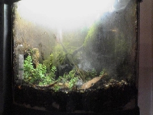 2.5Gallon Terrarium 3