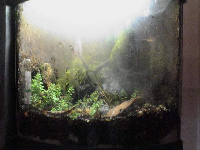 2.5Gallon Terrarium 3