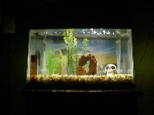 My first Tank