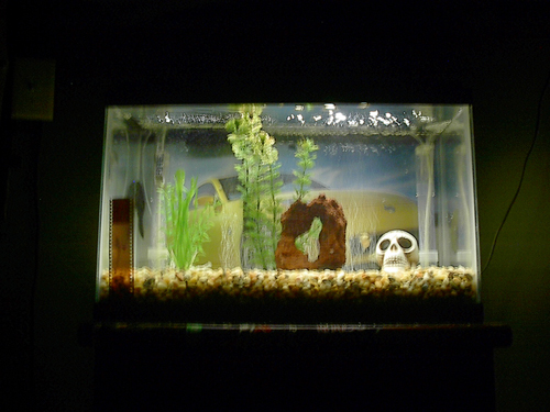My first Tank