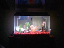 My Oscar tank
