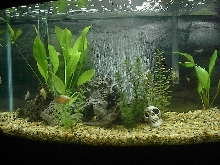 My New Aquarium