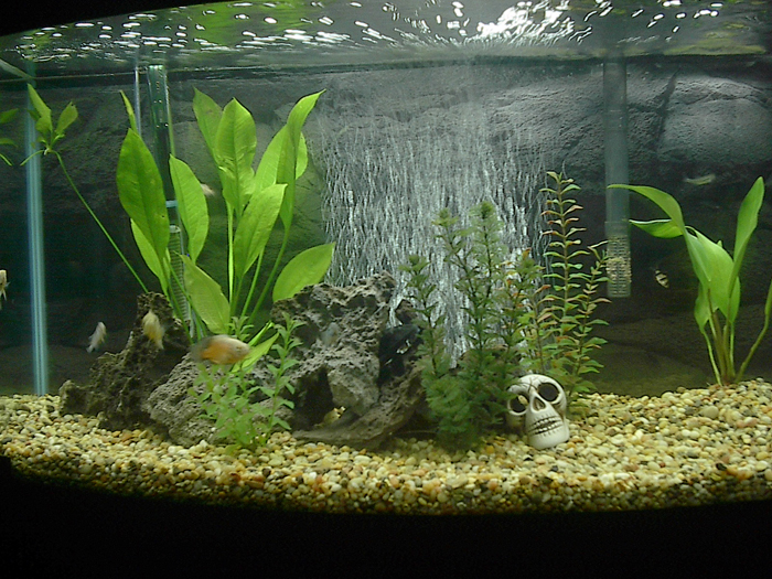 My New Aquarium