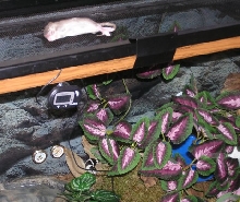 Cruelty to a kingsnake