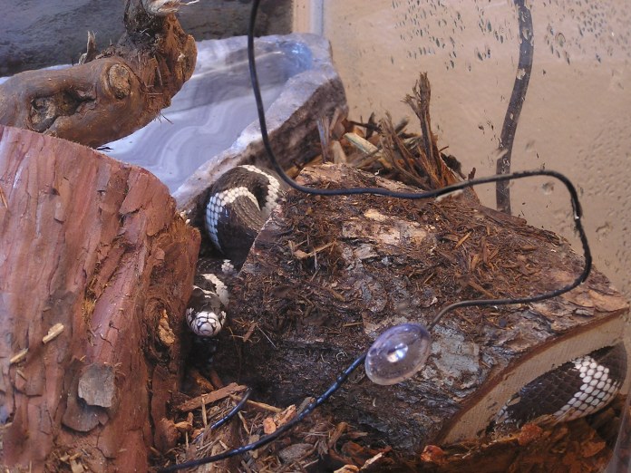 California Kingsnake in half-log hide