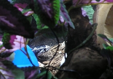 Cal King peeking from bowl